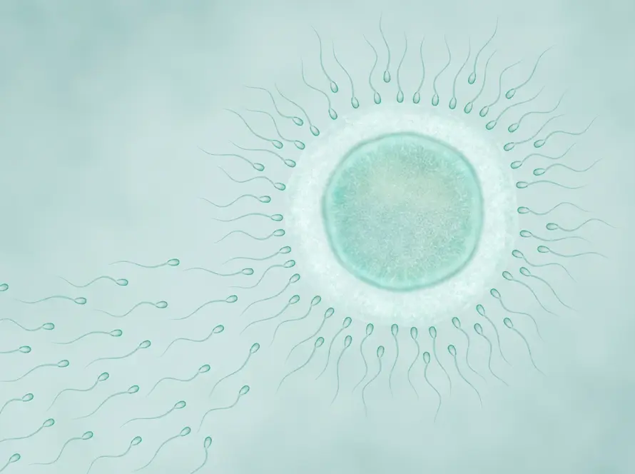 thyroid-health-fertility-tsh-irregular-periods